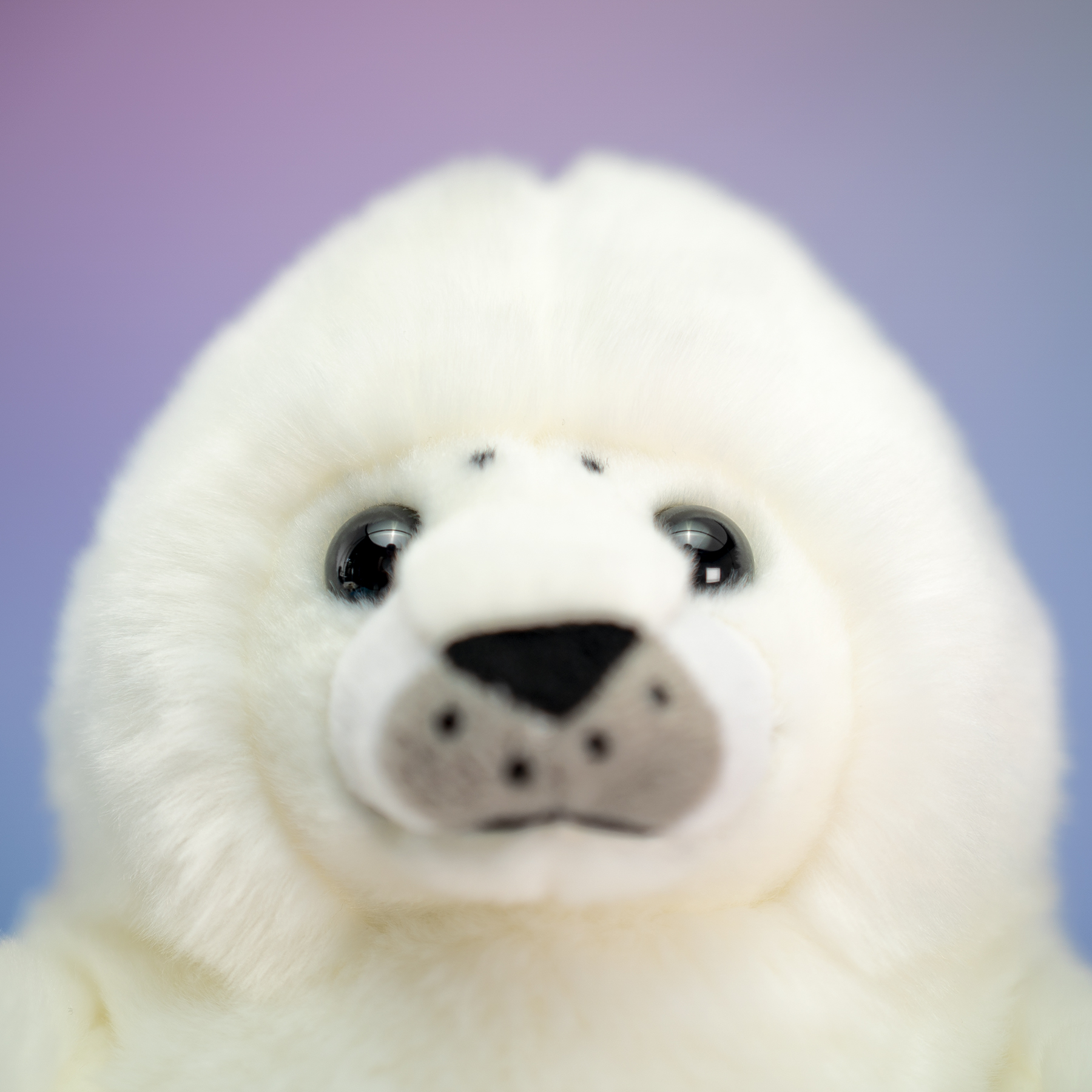 Foca Bianca Trudi